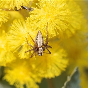Oxyopes (genus) (Lynx spider) at Scullin, ACT - 24 Aug 2025 by AlisonMilton