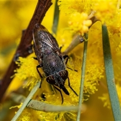 Stomorhina discolor (Snout fly) at Hawker, ACT - 24 Aug 2025 by AlisonMilton