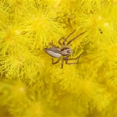 Oxyopes (genus) (Lynx spider) at Hawker, ACT - 24 Aug 2025 by AlisonMilton