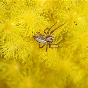 Oxyopes (genus) (Lynx spider) at Hawker, ACT - 24 Aug 2025 by AlisonMilton
