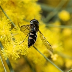 Melangyna viridiceps (Hover fly) at Hawker, ACT - 24 Aug 2025 by AlisonMilton