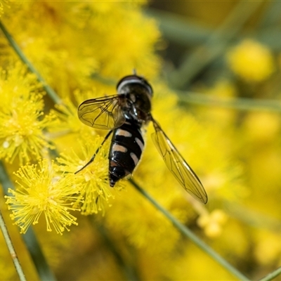 Melangyna viridiceps (Hover fly) at Hawker, ACT - 24 Aug 2025 by AlisonMilton