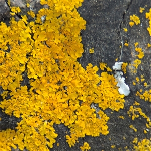 Xanthoria sp. (genus) at Russell, ACT - 8 Sep 2025 by Hejor1