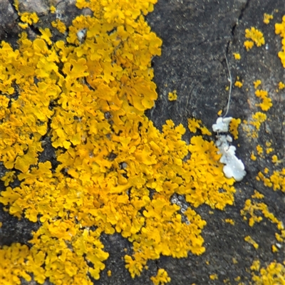 Xanthoria sp. (genus) at Russell, ACT - 8 Sep 2025 by Hejor1