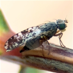 Austrotephritis poenia (Australian Fruit Fly) at Barton, ACT - 8 Sep 2025 by Hejor1