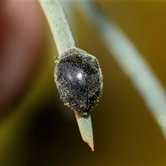 Coccinellidae sp01 (Unidentified Waxy Ladybird Larvae) at Scullin, ACT - 24 Aug 2025 by AlisonMilton