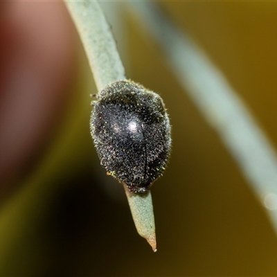 Coccinellidae sp01 (Unidentified Waxy Ladybird Larvae) at Scullin, ACT - 24 Aug 2025 by AlisonMilton