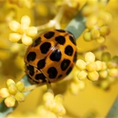 Harmonia conformis (Common Spotted Ladybird) at Scullin, ACT - 24 Aug 2025 by AlisonMilton