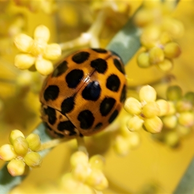 Harmonia conformis (Common Spotted Ladybird) at Scullin, ACT - 24 Aug 2025 by AlisonMilton