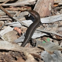 Lampropholis delicata at West Wodonga, VIC - 8 Sep 2025 by KylieWaldon