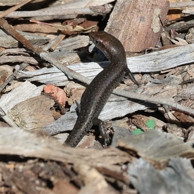 Lampropholis delicata at West Wodonga, VIC - 8 Sep 2025 by KylieWaldon