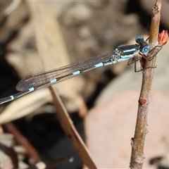 Austrolestes leda (Wandering Ringtail) at West Wodonga, VIC - 8 Sep 2025 by KylieWaldon