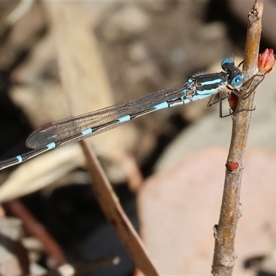 Austrolestes leda (Wandering Ringtail) at West Wodonga, VIC - 8 Sep 2025 by KylieWaldon