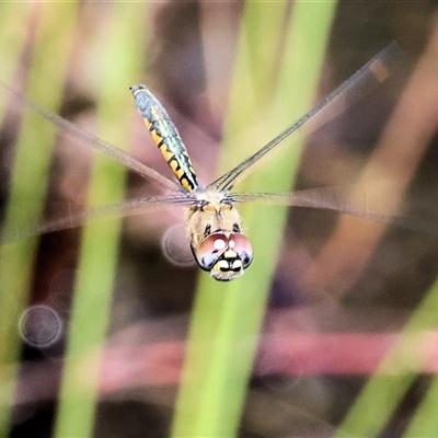 Hemicordulia tau (Tau Emerald) at West Wodonga, VIC - 8 Sep 2025 by KylieWaldon