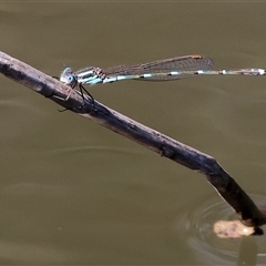Austrolestes leda (Wandering Ringtail) at West Wodonga, VIC - 8 Sep 2025 by KylieWaldon