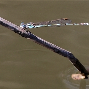 Austrolestes leda (Wandering Ringtail) at West Wodonga, VIC - 8 Sep 2025 by KylieWaldon