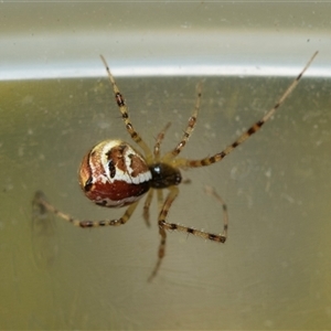 Theridion pyramidale (Tangle-web spider) at Scullin, ACT - 24 Aug 2025 by AlisonMilton