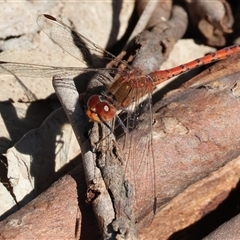 Diplacodes bipunctata (Wandering Percher) at West Wodonga, VIC - 8 Sep 2025 by KylieWaldon