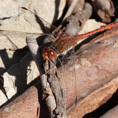 Diplacodes bipunctata (Wandering Percher) at West Wodonga, VIC - 8 Sep 2025 by KylieWaldon