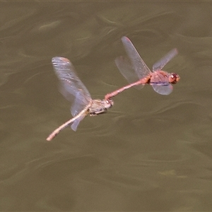 Diplacodes bipunctata (Wandering Percher) at West Wodonga, VIC - 8 Sep 2025 by KylieWaldon