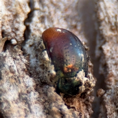 Chrysomelidae sp. (family) (Unidentified Leaf Beetle) at Barton, ACT - 8 Sep 2025 by Hejor1