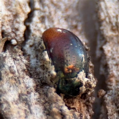 Chrysomelidae sp. (family) (Unidentified Leaf Beetle) at Barton, ACT - 8 Sep 2025 by Hejor1