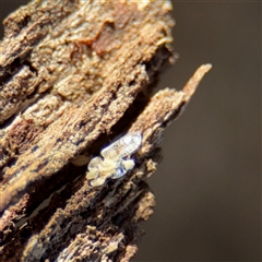 Corythucha ciliata (Sycamore Lace Bug) at Parkes, ACT - 8 Sep 2025 by Hejor1