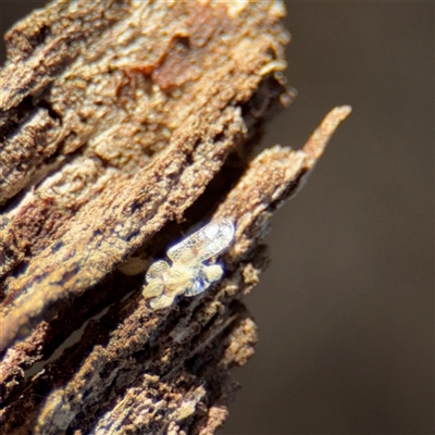 Corythucha ciliata (Sycamore Lace Bug) at Parkes, ACT - 8 Sep 2025 by Hejor1
