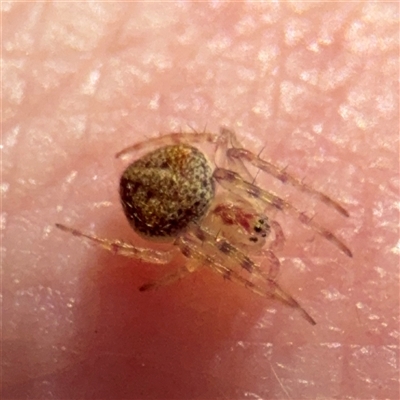 Araneus sp. (genus) at Russell, ACT - 8 Sep 2025 by Hejor1