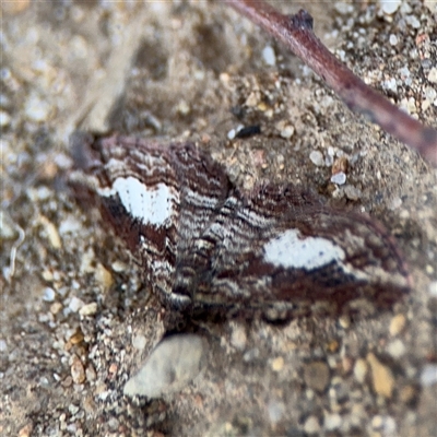 Chloroclystis filata (Filata Moth, Australian Pug Moth) at Russell, ACT - 8 Sep 2025 by Hejor1