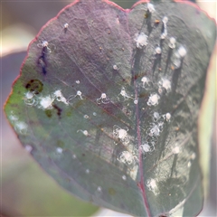 Glycaspis sp. (genus) (Unidentified sugary lerp) at Barton, ACT - 8 Sep 2025 by Hejor1