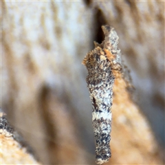 Conoeca or Lepidoscia (genera) IMMATURE (Unidentified Cone Case Moth larva, pupa, or case) at Barton, ACT - 8 Sep 2025 by Hejor1