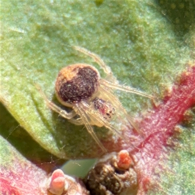 Araneus sp. (genus) at Russell, ACT - 8 Sep 2025 by Hejor1