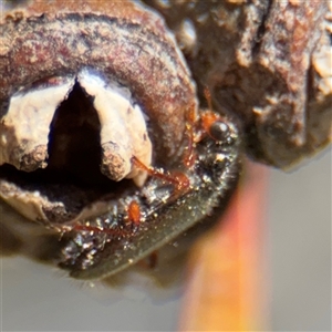 Cleridae sp. (family) (Checkered beetle) at Russell, ACT - 8 Sep 2025 by Hejor1
