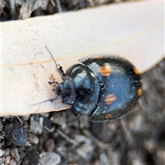 Paropsisterna octosignata (Eucalyptus leaf beetle) at Campbell, ACT - 8 Sep 2025 by Hejor1
