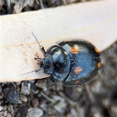 Paropsisterna octosignata (Eucalyptus leaf beetle) at Campbell, ACT - 8 Sep 2025 by Hejor1