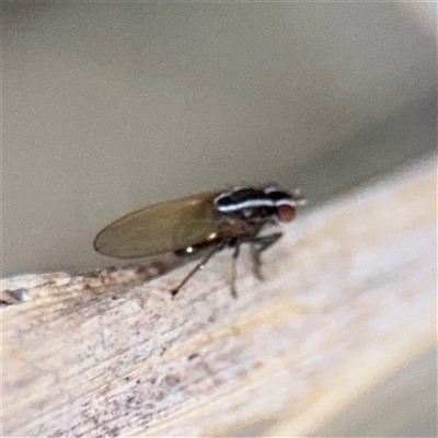 Poecilohetaerus sp. (genus) (Lauxaniid fly) at Campbell, ACT - 8 Sep 2025 by Hejor1