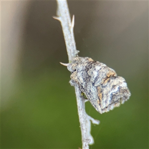 Limacodidae (family) (A cup moth) at Campbell, ACT - 8 Sep 2025 by Hejor1