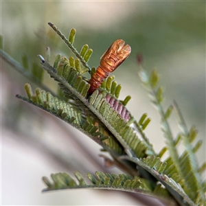 Lepidoptera unclassified IMMATURE (caterpillar or pupa or cocoon) at Campbell, ACT - 8 Sep 2025 by Hejor1