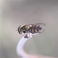 Melangyna viridiceps (Hover fly) at Campbell, ACT - 8 Sep 2025 by Hejor1