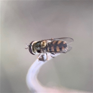 Melangyna viridiceps (Hover fly) at Campbell, ACT - 8 Sep 2025 by Hejor1