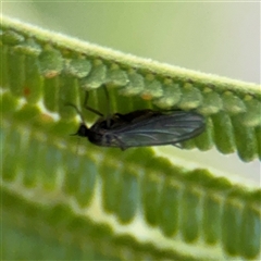 Sciaridae sp. (family) (Black fungus gnat) at Campbell, ACT - 8 Sep 2025 by Hejor1