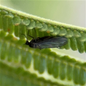 Sciaridae sp. (family) (Black fungus gnat) at Campbell, ACT - 8 Sep 2025 by Hejor1