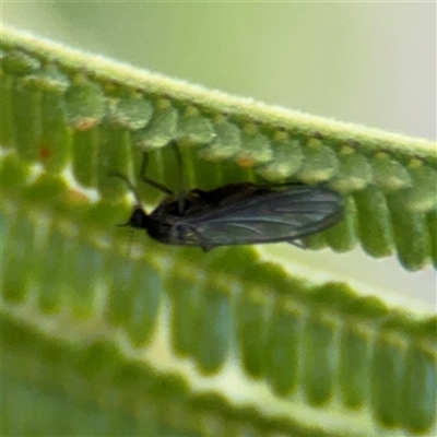 Sciaridae sp. (family) (Black fungus gnat) at Campbell, ACT - 8 Sep 2025 by Hejor1