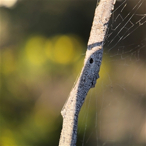 Segestriidae sp (family) (Tube Dwelling Spider) at Campbell, ACT - 8 Sep 2025 by Hejor1