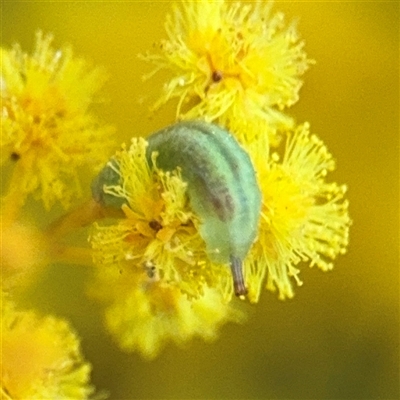 Diptera (order) at Campbell, ACT - 9 Sep 2025 by Hejor1