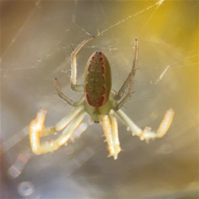 Araneus talipedatus (Slender green orb-weaver) at Campbell, ACT - 8 Sep 2025 by Hejor1