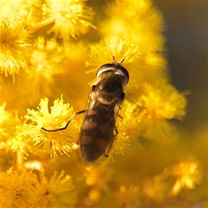 Melangyna viridiceps (Hover fly) at Parkes, ACT - 8 Sep 2025 by Hejor1