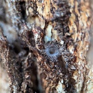 Segestriidae sp (family) (Tube Dwelling Spider) at Campbell, ACT - 8 Sep 2025 by Hejor1