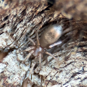 Anzacia sp. (genus) (Ground spider) at Campbell, ACT - 8 Sep 2025 by Hejor1